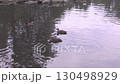 Ducks paddling near a small island at Central Gardens Nature Reserve 130498929