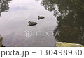 Ducks paddling near a small island at Central Gardens Nature Reserve 130498930