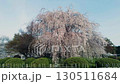 Branched cherry blossoms at Maruyama Park 130511684