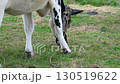 Close-up of the head of a cow eating grass in a green meadow. Close-up of a black and white cow tied by a rope by the horns, grazing in a field 130519622