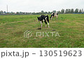 A black and white cow tied with a rope grazes on a green meadow on a cloudy day against the background of a village. 130519623