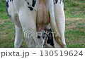 Close-up of a black and white cow grazing in a meadow, from the tail side. The udder of a cow grazing in a meadow, close-up. 130519624