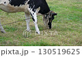 A black and white cow tied with a rope by the horns is eating green grass.Close-up of a cow's head eating green grass in a field on a cloudy day. 130519625