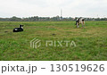 A black and white cow with a young bull, tied with a rope, graze in a green meadow on a cloudy day. 130519626