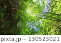 Early summer forest trail hiking with fresh greenery Early summer forest trail hiking with fresh greenery 130523021
