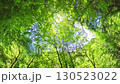 Early summer forest trail hiking with fresh greenery Early summer forest trail hiking with fresh greenery 130523022