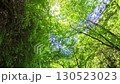 Early summer forest trail hiking with fresh greenery Early summer forest trail hiking with fresh greenery 130523023
