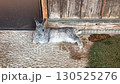 Rabbit  130525276