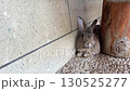 Rabbit  130525277