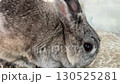 Rabbit  130525281