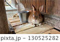 Rabbit  130525282