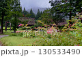 雨に濡れる白川郷の合掌造りと夏の花が彩る風景 130533490