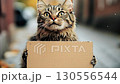 cat with poster outdoors holding banner in paws homeless curious ask for help ad 130556544