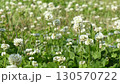 風にそよぐ白詰草の群生 130570722