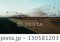 European starlings flying over agricultural fields 130581203