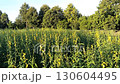 A field of bright yellow Cassia flowers in a peaceful nature setting 130604495