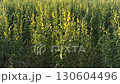 A field of bright yellow Cassia flowers in a peaceful nature setting 130604496