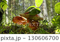 Closeup of red mushrooms in rain with blurred forest background 130606700