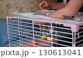 Close-up of female hands feeding a rabbit in a cage with slices of fruit. The candid scene reflects everyday pet care, symbolizing kindness, attention, and the bond between humans and animals. 130613041