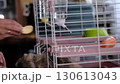 An unrecognizable woman places fruit inside a rabbit cage, next to a water bottle. The frame highlights care, responsibility, and the simple connection between people and their pets. 130613043