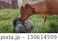 The girl gives the dog a slap on the wrist. 130614509