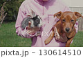 Close up of child's hands holding a small rabbit and a pincher dog 130614510