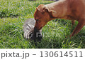 Near the rabbit, the pinscher dog is trying to sniff it, and the girl's hand is pushing the dog 130614511