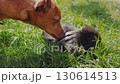 A brown pincher dog sniffs a cute little rabbit. 130614513