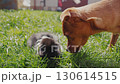 A brown pincher dog sniffs a small black rabbit 130614515