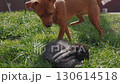 A miniature pincher dog sniffs a small rabbit 130614518