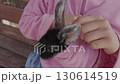 A girl is playing with the ears of a small rabbit sitting in her arms, wrapped in a pink jelly roll 130614519