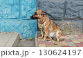 Tethered Dog Waiting for Owner on Street 130624197
