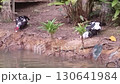 Two Muscovy ducks forage along the water's edge, showcasing their unique features 130641984