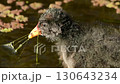 Dusky moorhen Chick Dusky moorhen Chick 130643234