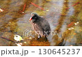 Dusky moorhen Chick preening Dusky moorhen Chick preening 130645237