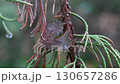 The Natural Beauty of Leaf and Branch CloseUp Captured with Raindrops in Detail 130657286