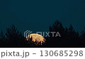 Beautiful Golden Full Moon Rising Over a Forest 130685298