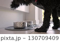 Cute poodle dog is eating from its bowl on the floor Cute poodle dog is eating from its bowl on the floor 130709409