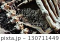 Dinosaur fossil bones at excavation site 130711449