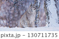 Majestic Lynx in Snowy Nordic Forest 130711735