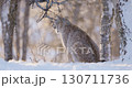 Majestic Lynx in Snowy Scandinavian Landscape 130711736