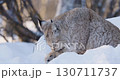 Wild Lynx Grooming in Snowy Scandinavian Forest 130711737