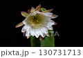 A time-lapse of the blooming of the one-night-only cactus flower, Onimengaku 130731713