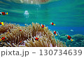 An ecological landscape suitable for educational purposes, capturing a school of clownfish swimming amongst a colony of sea anemones and the clear ocean. 130734639