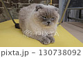 A gray Scottish Fold cat in the room. 130738092