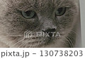 close-up of the muzzle. A gray Scottish Fold cat. 130738203