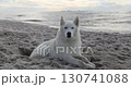 Husky relaxing on a seaside beach, slow motion 130741088