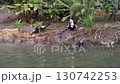 Ducks near the pond water searching for foods 130742253