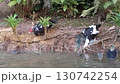 Ducks near the pond water searching for foods 130742254