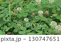 從花的蜂生長蜂蜜 130747651